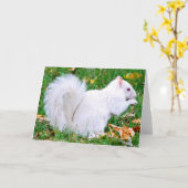 Gruß-Karte - Albino-Eichhörnchen Karte (Gelbe Blume)