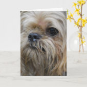 Gruß-Karte Brüssels Griffon Karte (Gelbe Blume)