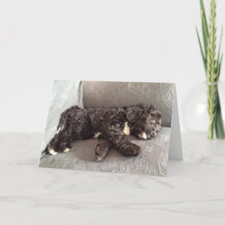 Gruß-Karte - Cockapoo Welpe Karte