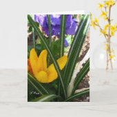 Gruß-Karte-Krokus und Stiefmütterchen Karte (Gelbe Blume)
