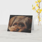 Gruß-Karte mit Shorkie Welpen auf Front Karte (Gelbe Blume)