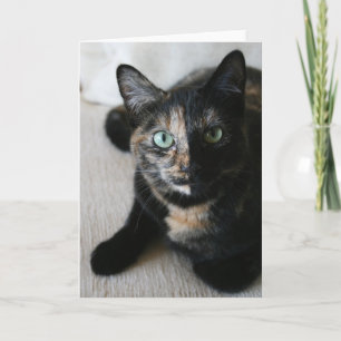 Gruß-Karte: Mokka-Katze Karte