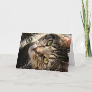 Gruß-Karte - Sonnen der Katze Karte