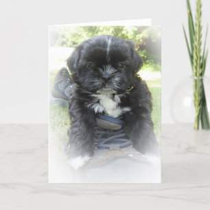 Gruß-Karten Shih Tzu Karte