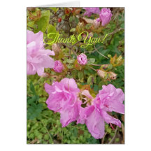 Gruß mit Lavendelblüten auf Azalee. Danke