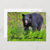 Gruß von Alaska Postcard Postkarte (Vorne/Hinten)