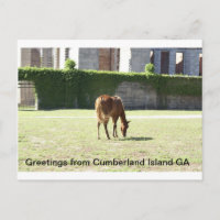 Gruß von Cumberland Island GA