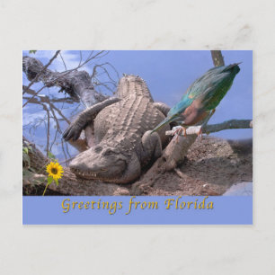 Gruß von Florida Postcard Postkarte