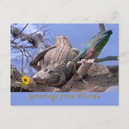 Gruß von Florida Postcard Postkarte (Vorderseite)