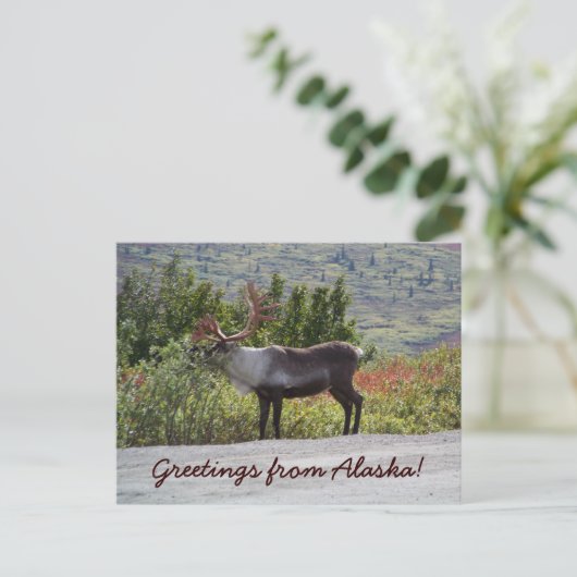 Grüße aus Alaska! Postkarte (Stehend Vorderseite)