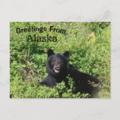 Grüße aus Alaska - Schwarzer Bär in Berry Bushs Postkarte (Vorderseite)