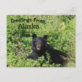 Grüße aus Alaska - Schwarzer Bär in Berry Bushs Postkarte