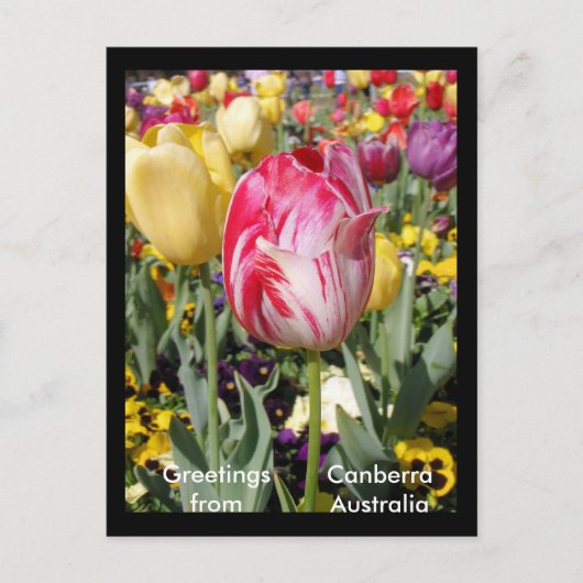 Grüße aus Canberra Australien Postkarte (Vorderseite)