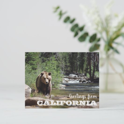 Grüße aus dem Grizzly-Bär aus Kalifornien Postkarte (Stehend Vorderseite)