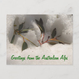 Grüße aus den australischen Alpen Postkarte