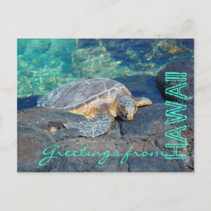 Grüße aus der hellen Schildkröte von Hawaii Postkarte