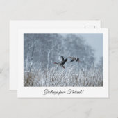 Grüße aus Finnland Natur Souvenir Postkarte (Vorne/Hinten)