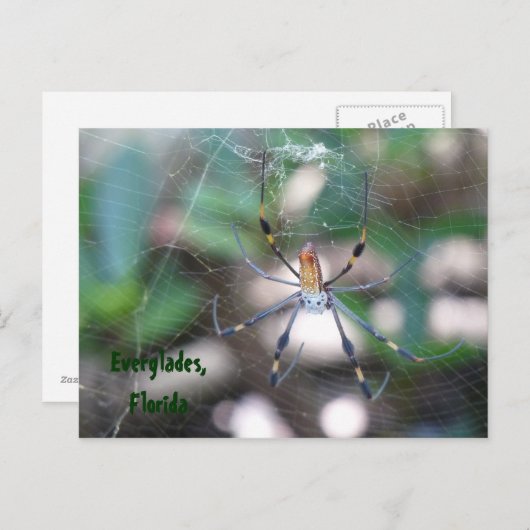 Grüße aus Florida Grußenkarte Postkarte (Vorne/Hinten)