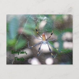 Grüße aus Florida Grußenkarte Postkarte