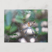 Grüße aus Florida Grußenkarte Postkarte (Vorderseite)