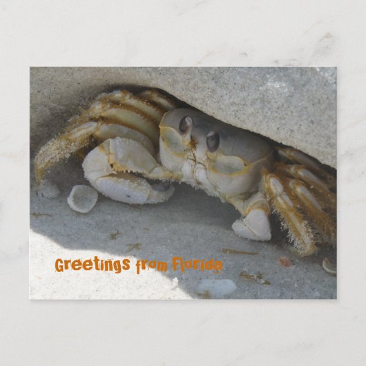 Grüße aus Florida Grußenkarte Postkarte (Vorderseite)