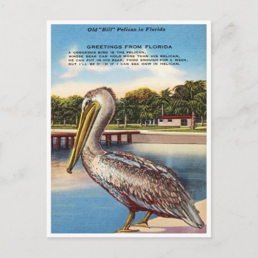 Grüße aus Florida, Old Bill Pelican Florida Postkarte (Vorderseite)