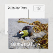 Grüße aus Florida Postkarte (Vorne/Hinten)