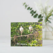 Grüße aus Florida! Postkarte (Stehend Vorderseite)