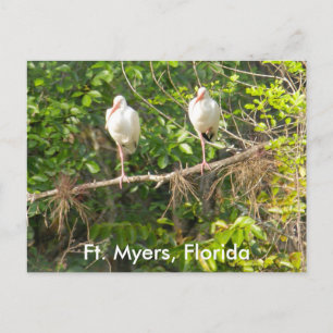 Grüße aus Florida! Postkarte
