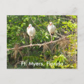 Grüße aus Florida! Postkarte (Vorderseite)