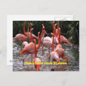 "Grüße aus Florida", Postkarte flamingos (Vorne/Hinten)