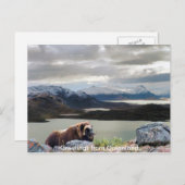 Grüße aus Grönland 13 Postkarte (Vorne/Hinten)