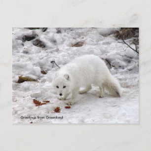 Grüße aus Grönland 18 Postkarte