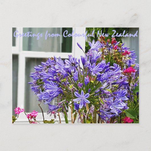 Grüße aus Neuseeland Postkarte (Vorderseite)