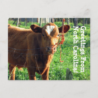 Grüße aus North Carolina! Postkarte