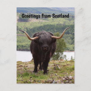 Grüße aus Schottland: Schwarze Hochlandrinder Postkarte