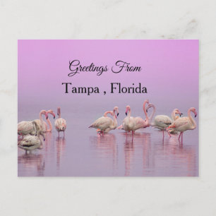 Grüße aus Tampa ,Florida ,Flamingo Postkarte