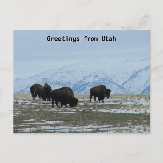 Grüße aus Utah - American Bison Postkarte (Vorderseite)