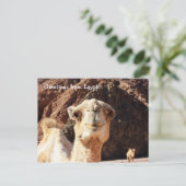 Grüße eines ägyptischen Kamels Postkarte (Stehend Vorderseite)