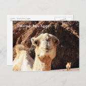 Grüße eines ägyptischen Kamels Postkarte (Vorne/Hinten)
