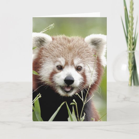Grüße Karte Foto rot Panda , Tiere 0290. (Vorderseite)