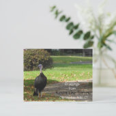 Grüße Kevin Türkei - Old Wethersfield, CT Postkarte (Stehend Vorderseite)
