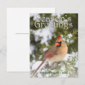 Grüße - Nordischer Kardinal in Juniperbaum Postkarte (Vorne/Hinten)