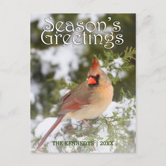 Grüße - Nordischer Kardinal in Juniperbaum Postkarte (Vorderseite)