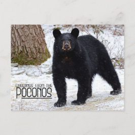 Grüße! Pennsylvania Schwarzer Bär im Winter Postkarte