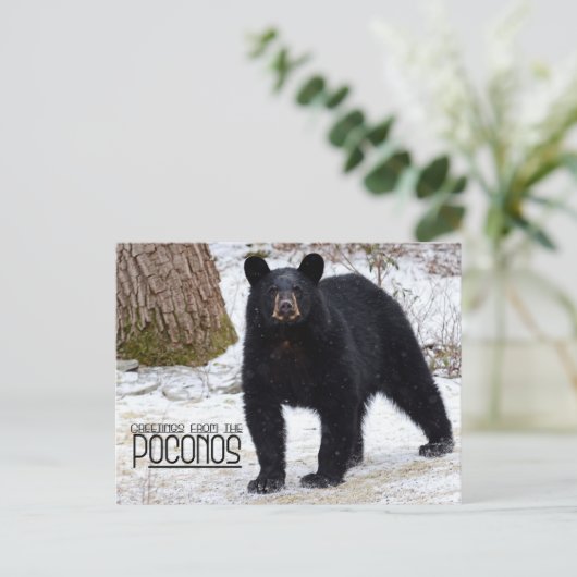 Grüße! Pennsylvania Schwarzer Bär im Winter Postkarte (Stehend Vorderseite)