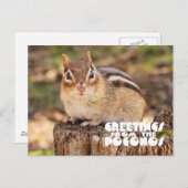 Grüße vom Poconos! Entzückender fetter Chipmunk Postkarte (Vorne/Hinten)