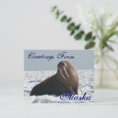 Grüße von Alaska Bull Walrus Post Card Postkarte (Stehend Vorderseite)