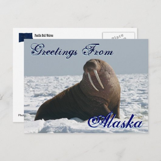 Grüße von Alaska Bull Walrus Post Card Postkarte (Vorne/Hinten)