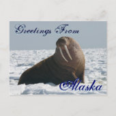 Grüße von Alaska Bull Walrus Post Card Postkarte (Vorderseite)